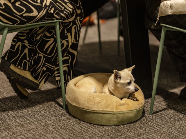 Small tan dog resting in a cozy bed beneath a table during a community event, with patterned pants visible nearby, reflecting the casual and welcoming atmosphere of the gathering.